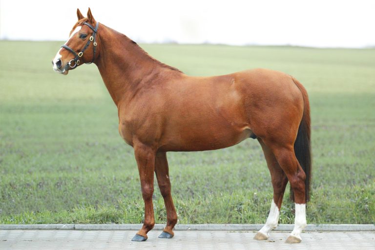 Deckhengst Samum abgetreten