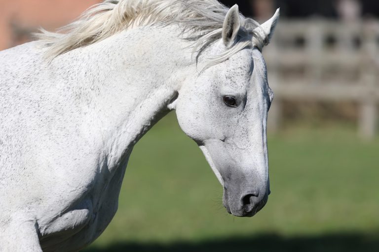 Santiago ist tot: Deckhengst eingeschläfert