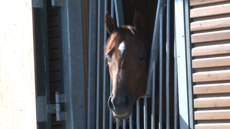 Savoir Vivre hat seine Karriere beendet