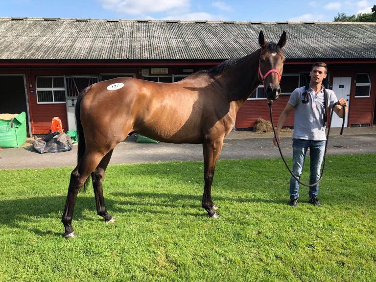 Deutsche Käufe bei Ascot June Sale