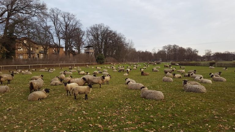 Rasenpflege geht auch anders