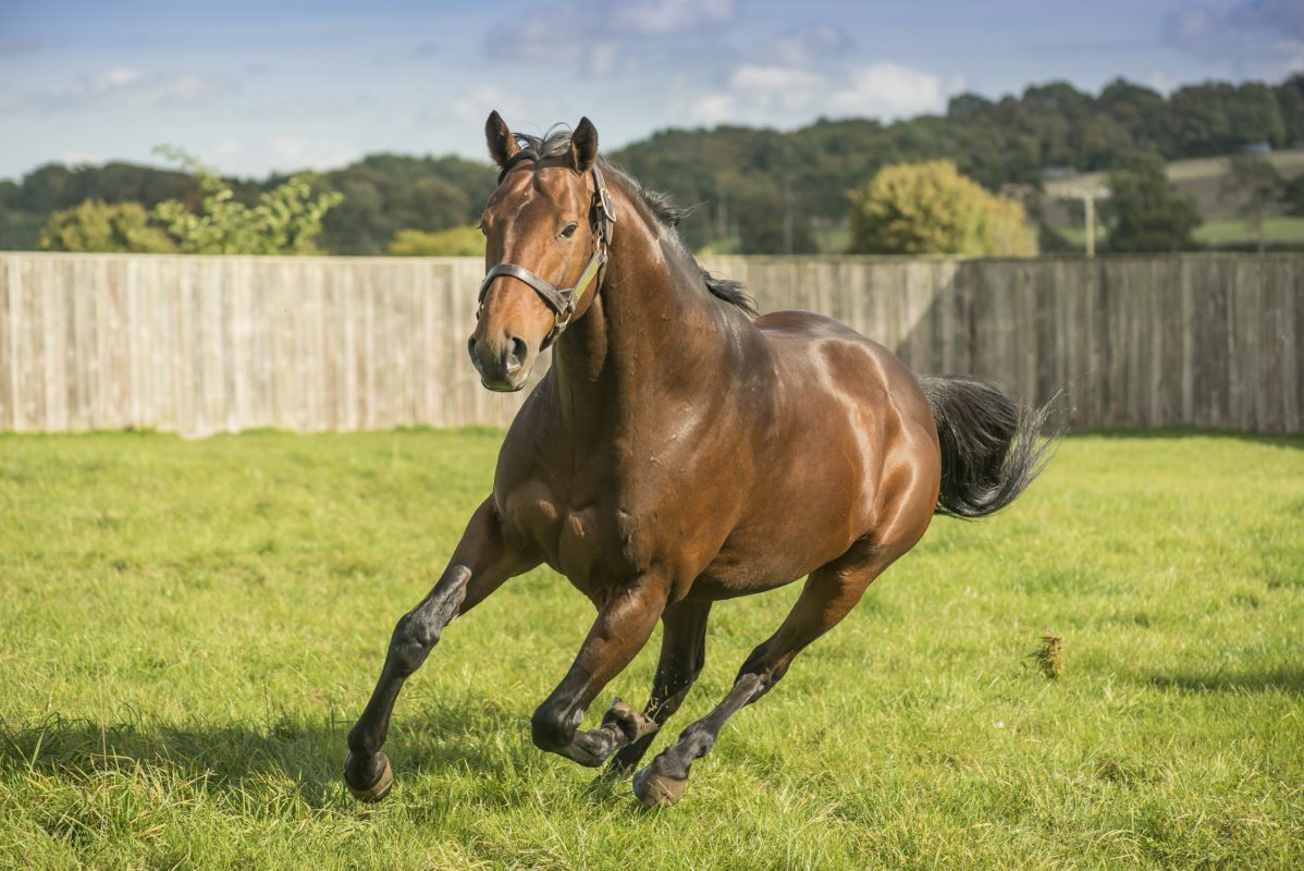 Sea The Moon stud fee will be reduced: 22,500 pounds in 2025