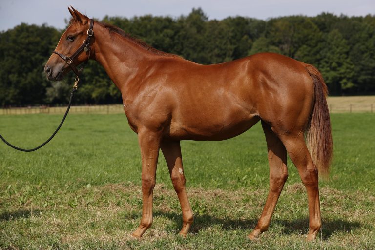 Foalshare aufgelöst – Miss Yoda-Schwester an Etzean