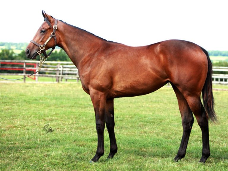 Fährhoferin Sequilla beim Fabre-Debüt Zweite