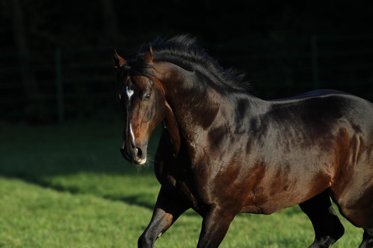 Züchter Uwe Grüning auf Berlgars Cup-Spuren
