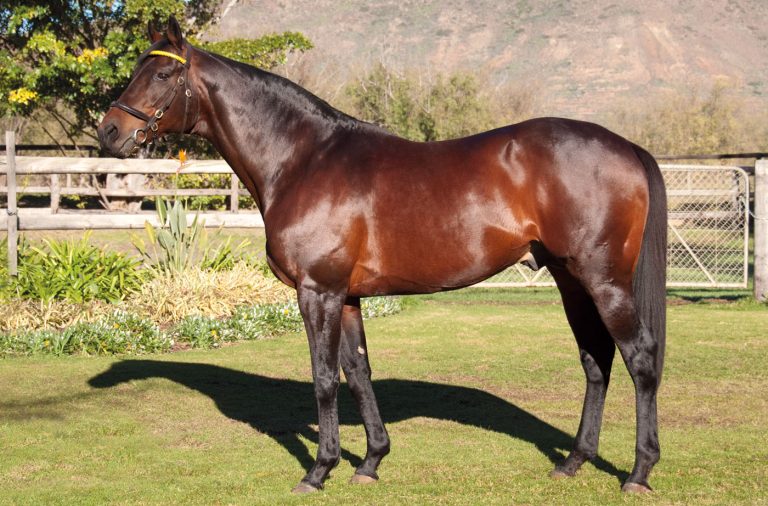 CTS April  Yearling Sale: Salestopper für Silvano
