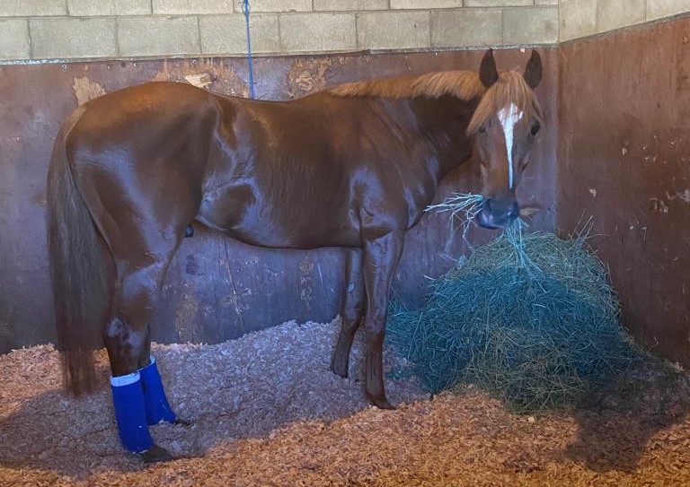 Sisfahan ist in den USA angekommen Foto: privat