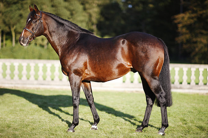 Die 2015-Fohlen kommen, ein Movie Star ist dabei