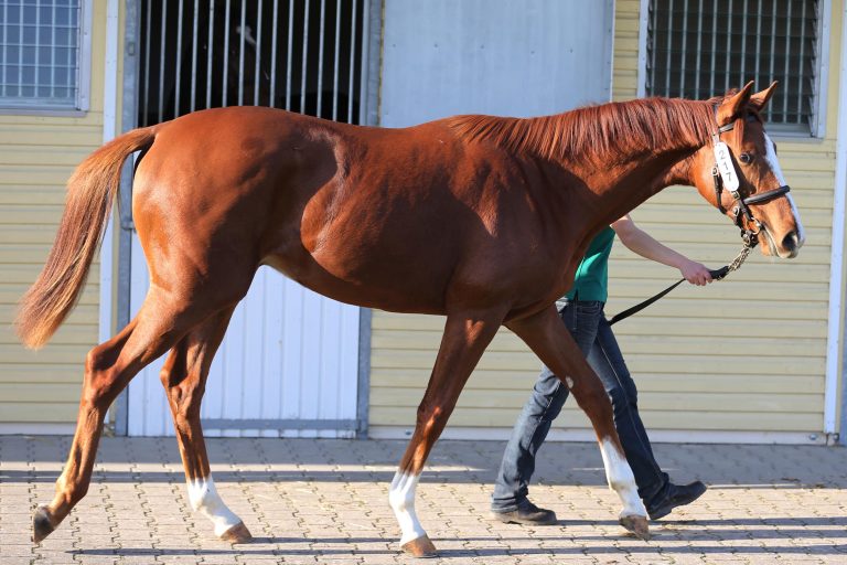 „Cowboy“ siegt als Geburtstagsgeschenk