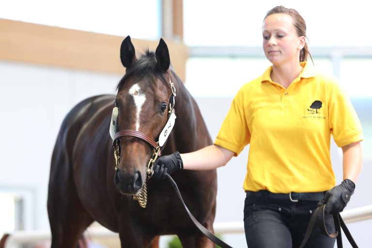 Sugar Boy als Jährling bei der BBAG