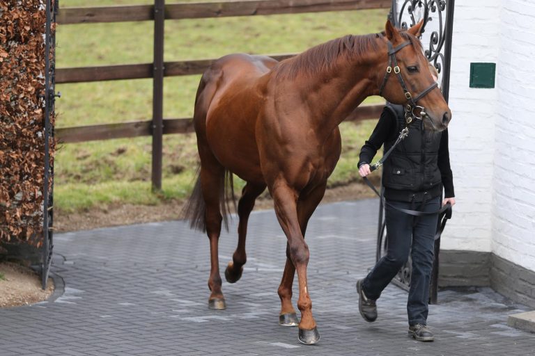 Tertullian muss Deckhengst-Karriere beenden
