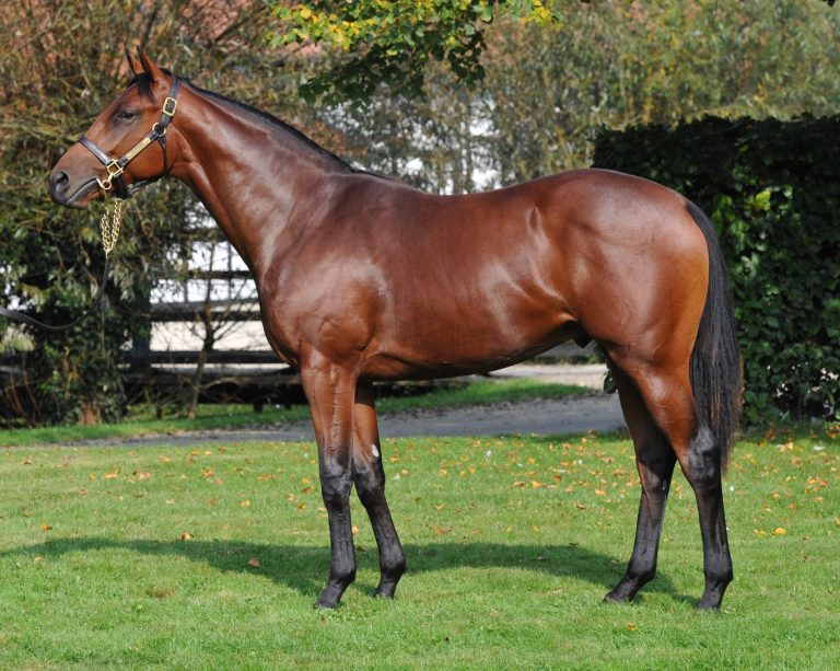 Tattersalls: 525,000 gns für Tickle The Moon