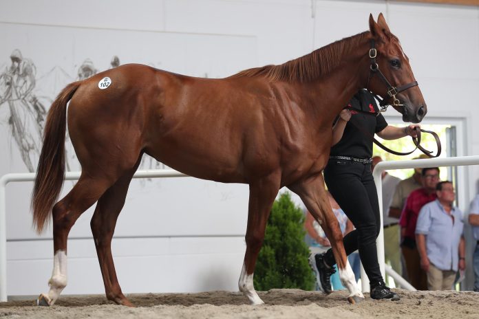 Timeless Soul als Jährling