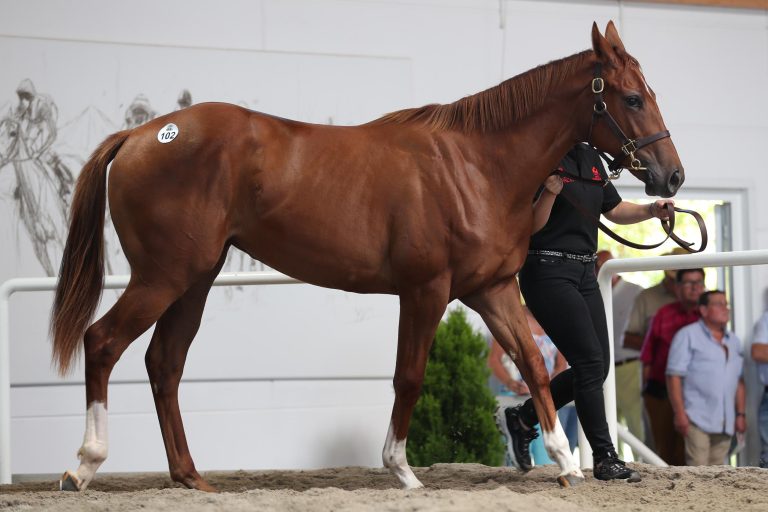 Timeless Soul als Jährling