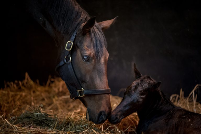 Treve mit ihrem Sohn Qous im Jahr 2017