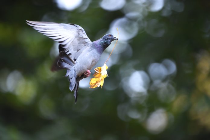 vogel_blatt