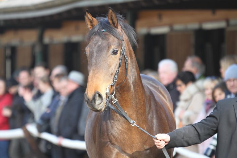 Halbbruder der Röttgener Derby-Sieger vor Debüt
