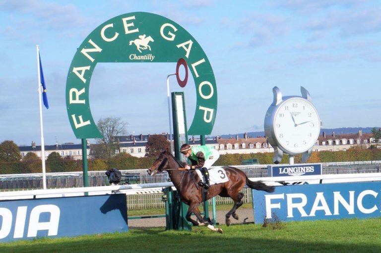 Waugh wird Deckhengst in der Warmblutzucht