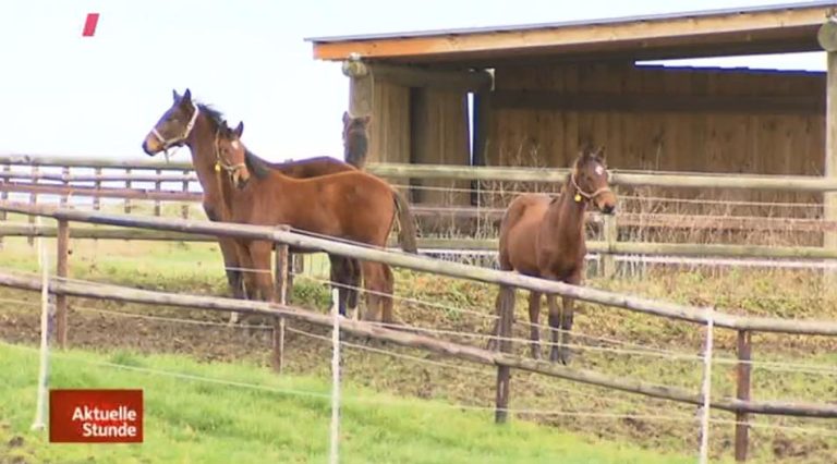 WDR zu Gast bei Züchter Theo Hodinius