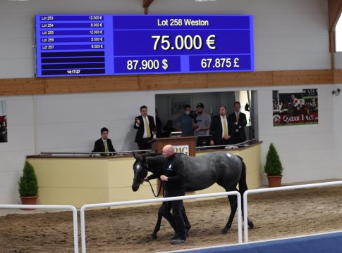 Libery Racings Weston bei Arqana: 240.000 Euro!