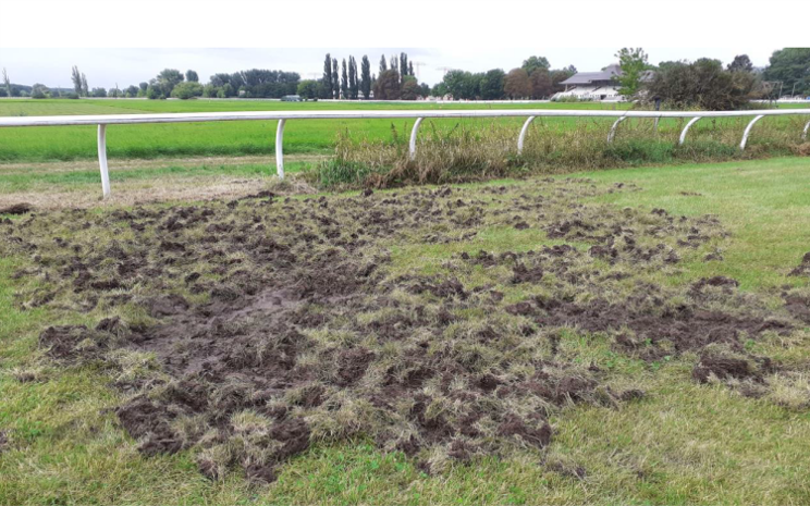 Wildschweine verwüsten Bahn – Halle-Renntag fällt aus