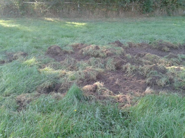 Wildschweine und kein TV: Darum sagt Haßloch ab