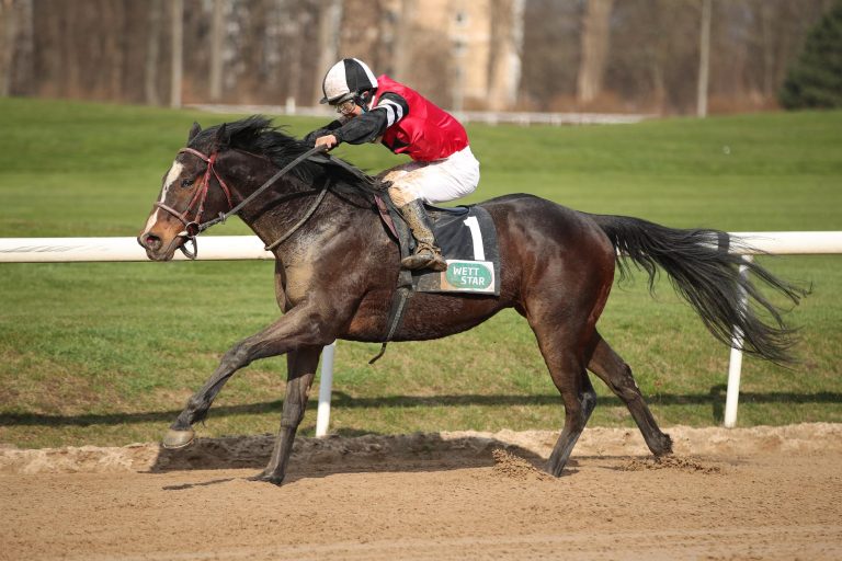 Kultpferd Zenith jetzt ein Belgier